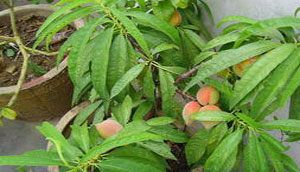 盆桃种植基地