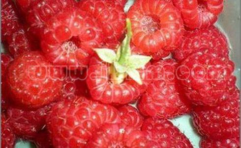 树莓苗-海尔特兹